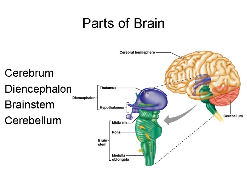 Parts of Brain Cerebrum Diencephalon Brainstem Cerebellum